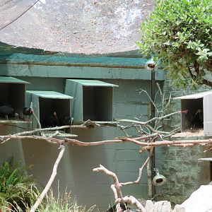 Nesting Waldrapp Ibises