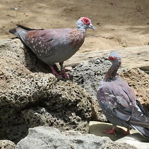 Speckled Pigeons