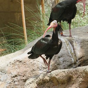 Waldrapp Ibis
