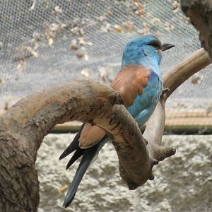 European Roller
