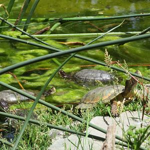 Western Pond Turtles