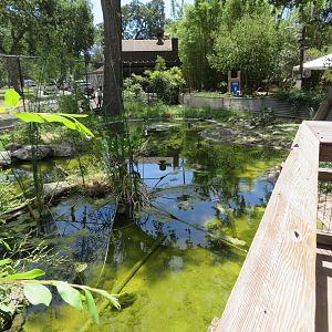 Western Pond Turtle Pond