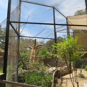 Vasa Parrot/Radiated Tortoise Aviary