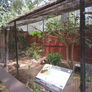 Striped Skunk Exhibit