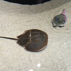 Atlantic Horseshoe Crab (2016)
