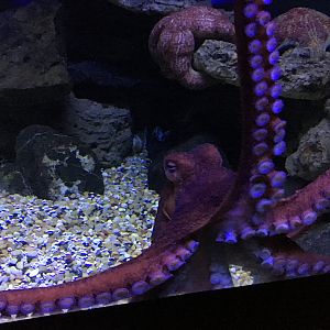Giant Pacific Octopus (2016)