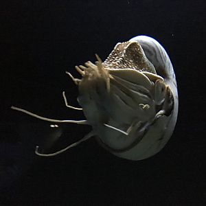 Chambered Nautilus (2016)