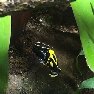 Dyeing Poison Dart Frogs (2016)