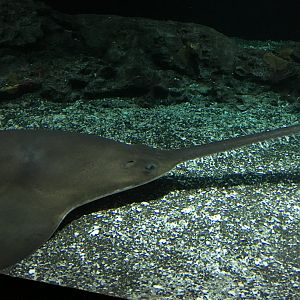 Largetooth Sawfish (2016)