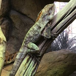 Frilled Lizard (2016)