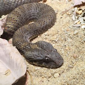 Northern Death Adder (2016)