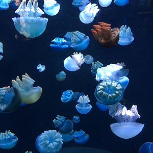 Blue Blubber Jellyfish (2016)