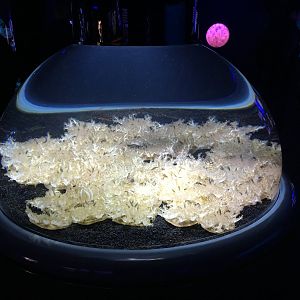 Upside Down Jellyfish Tank (2016)