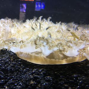 Upside Down Jellyfish (2016)