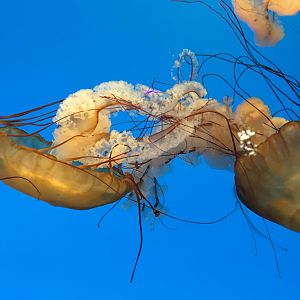 Japanese Sea Nettles (2016)
