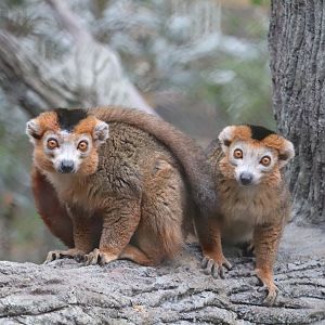 African Rainforest - The Living Treehouse - Crowned Lemur