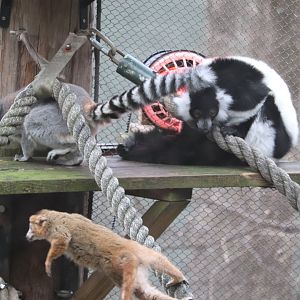 African Rainforest - The Living Treehouse - All Three Lemur Species