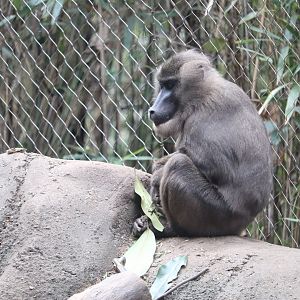 African Rainforest - The Living Treehouse - Drill
