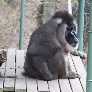 African Rainforest - The Living Treehouse - Drill