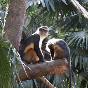 African Rainforest - The Living Treehouse - Wolf's Guenon