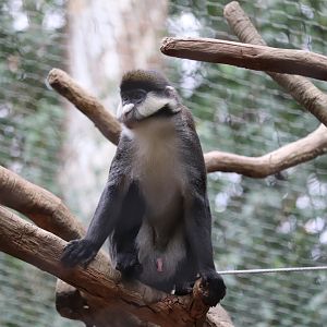 African Rainforest - Schmidt's Guenon
