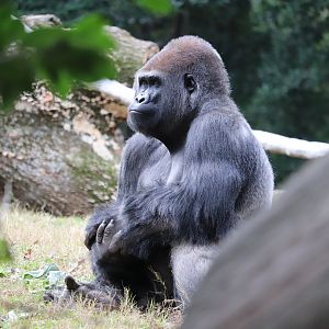 African Rainforest - Western Lowland Gorilla