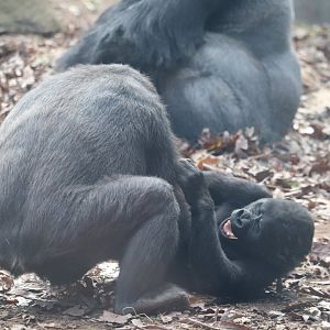 African Rainforest - Western Lowland Gorilla