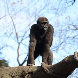 African Rainforest - Western Lowland Gorilla