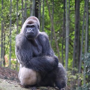 African Rainforest - Western Lowland Gorilla