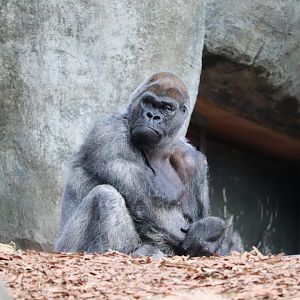 African Rainforest - Western Lowland Gorilla - Ozzie (60 Years old)