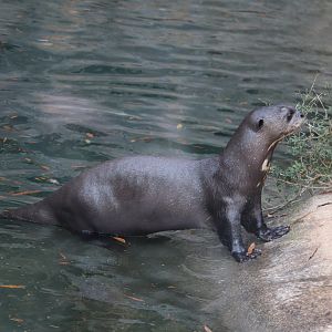 Asian Forest - Giant Otter