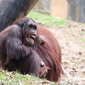 Asian Forest - Orangutan