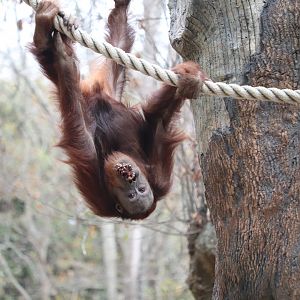 Asian Forest - Orangutan