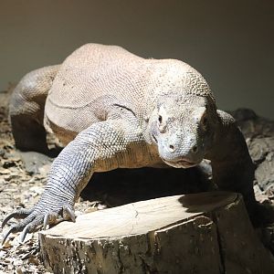 Asian Forest - Komodo Dragon
