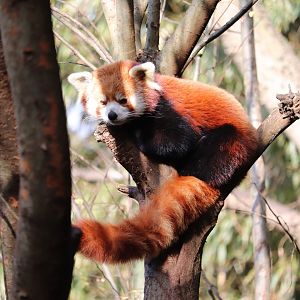 Asian Forest - Red Panda