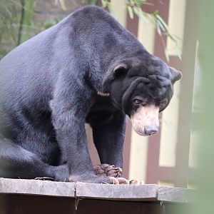 Asian Forest - Malayan Sun Bear