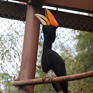 Asian Forest - Rhinoceros Hornbill