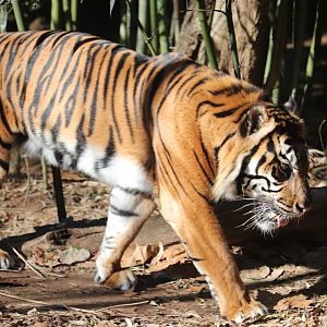 Asian Forest - Sumatran Tiger