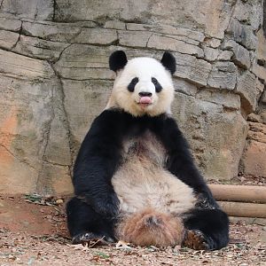 Asian Forest - Giant Panda