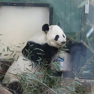 Asian Forest - Giant Panda