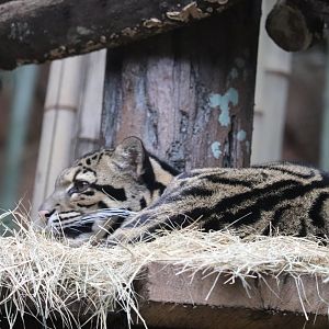 Asian Forest - Clouded Leopard
