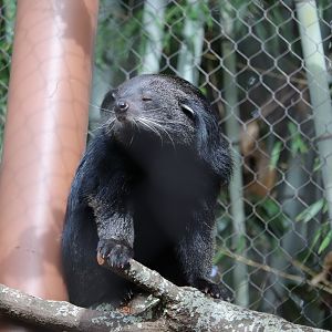 Asian Forest - Binturong