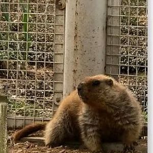 Marmot ID please