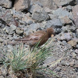Gray-crowned Rosy-finch