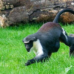 Diana Monkey