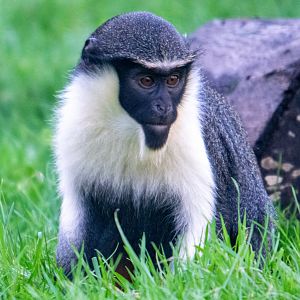 Young Diana Monkey