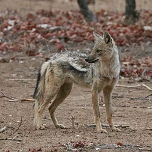 side-striped jackal (Lupulella adusta)