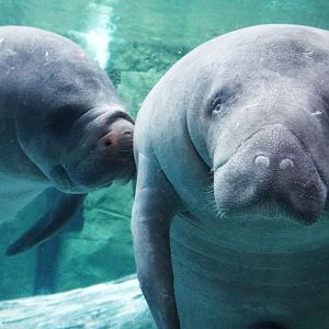 Jan. 2022 - Manatee Springs - Florida Manatees