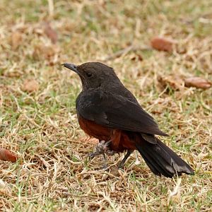 Sentinel rock thrush (Monticola explorator)