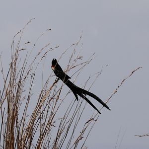 long-tailed widowbird (Euplectes progne)